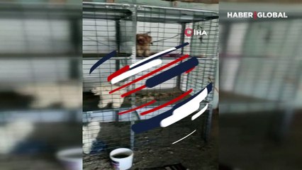Ankara'da yasa dışı köpek üretimi yaptığı tespit edilen çiftliğe baskın düzenlendi: 11 köpeğe el konuldu