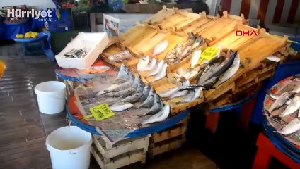 Prof. Dr. Mustafa Sarı: 'Lüfer bol, denizimiz kurtuldu' yaklaşımı doğru değil