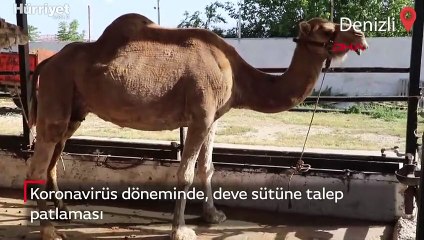 Koronavirüs döneminde, deve sütüne talep patlaması