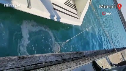 Mersin'in kent merkezinde de müsilaj ortaya çıktı