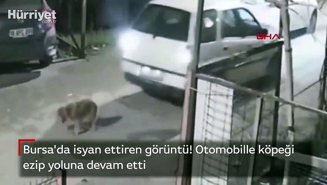 Bursa'da isyan ettiren görüntü! Otomobille köpeği ezip yoluna devam etti
