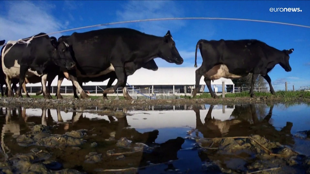 Новая Зеландия первая в мире ввела налог на  газовыделение скота