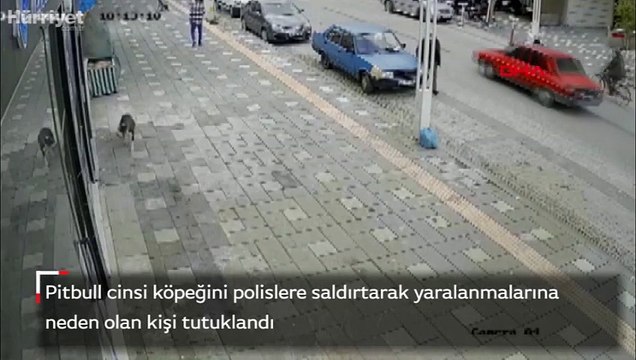 Pitbull cinsi köpeğini polislere saldırtarak yaralanmalarına neden olan kişi tutuklandı