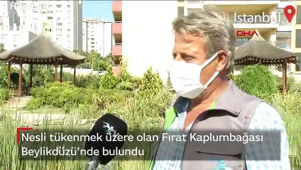 Beylikdüzü'nde nesli tükenmek üzere olan Fırat Kaplumbağası bulundu