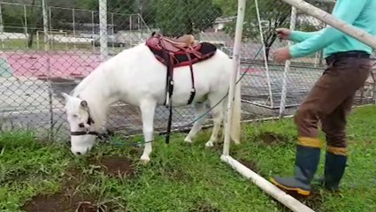 Cavalaria realiza passeio a cavalo com crianças