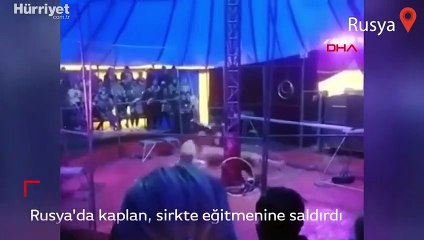 Rusya'da sirkteki gösteride bir kaplan, eğitmenine böyle saldırdı