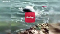 Mersin'de kıyıda görülen fok balığı şaşırttı
