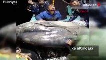 Adana'da balıkçıların ağına takılan nesli tehlike altındaki ay balığı, tekrar denize bırakıldı