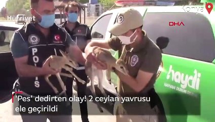Şüphe üzerine durdurulan otomobilden 2 ceylan yavrusu çıktı