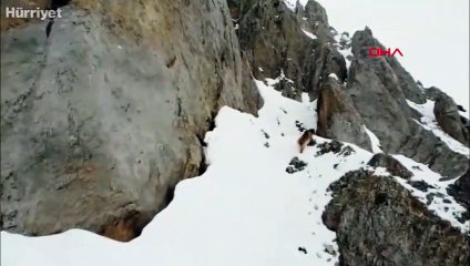 Kış uykusundan uyanan 2 bozayı havadan dronla görüntülendi