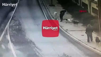 Bakırköy'de iş adamına 6 köpeğin saldırdığı anlar kamerada