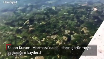 Bakan Kurum, Marmara'da balıkların görünmeye başladığını kaydetti