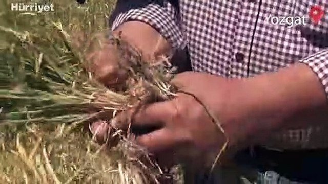 İç Anadolu'da kuraklık hububat üreticilerini endişelendiriyor