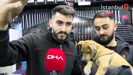 Yavru köpeği ezip, yoluna devam etti