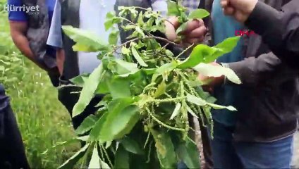 'Katil' gal arısı Kastamonu'da görüldü