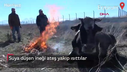 Suya düşen ineği ateş yakıp ısıttılar