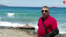 Datça'da, sahile ölü köpek balığı vurdu