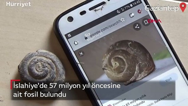 İslahiye'de 57 milyon yıl öncesine ait fosil bulundu