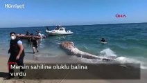 Mersin sahiline oluklu balina vurdu