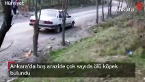 Ankara'da boş arazideki çöp poşetlerinde çok sayıda ölü köpek bulundu