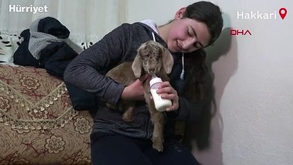 Arka bacakları kısa doğan oğlağa evlerinde bakıyorlar