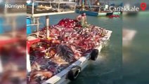 Çanakkaleli balıkçı 15 bin tane lüfer yakaladı