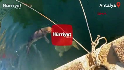 Yavru Akdeniz foku ve caretta caretta yat limanında böyle görüntülendi