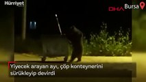 Yiyecek arayan ayı, çöp konteynerini sürükleyip devirdi