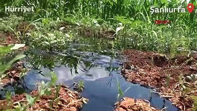 Şanlıurfa'da boru hattı delindi, ham petrol fışkırdı