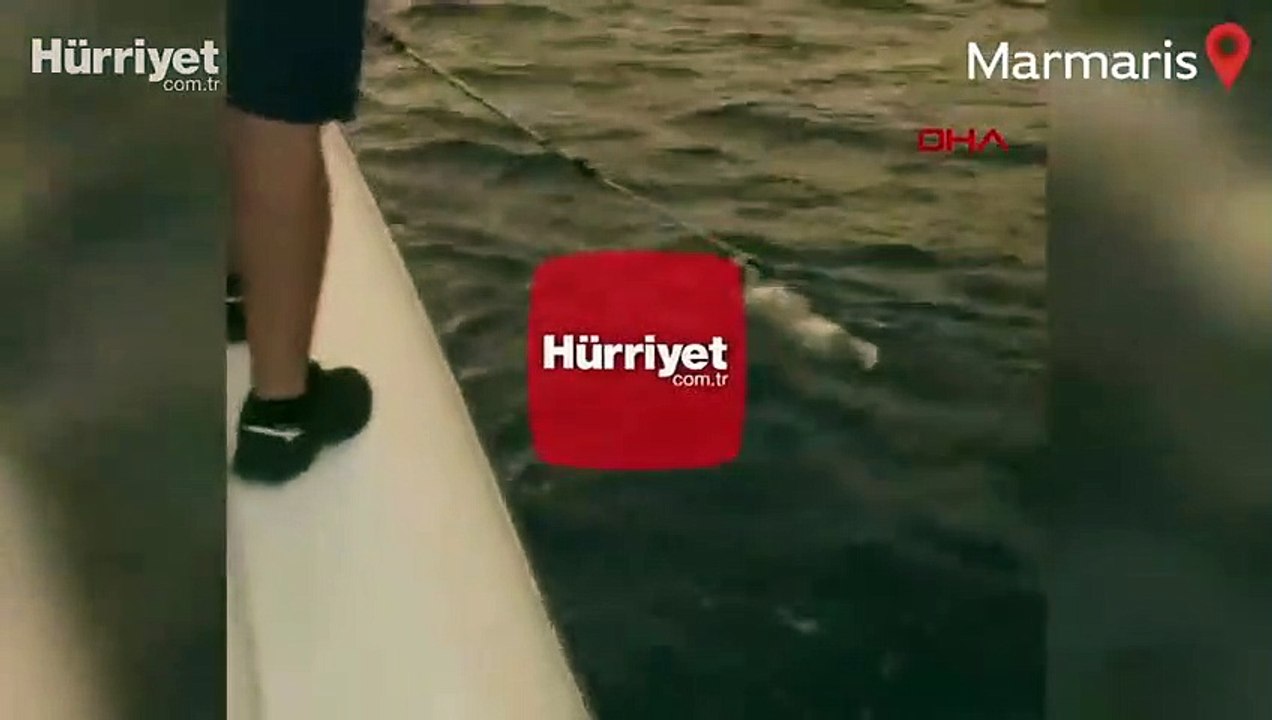 Yangından kaçıp denize sığınan köpeği Sahil Güvenlik ekipleri kurtardı