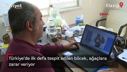 Türkiye'de ilk defa tespit edilen böcek, ağaçlara zarar veriyor