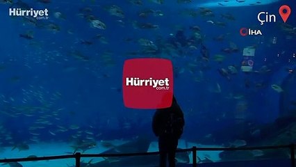 Çin’de robot balina köpek balığı tanıtıldı
