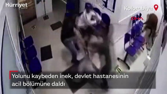 Kolombiya'da inek hastaneye daldı! Korku dolu anlar kamerada