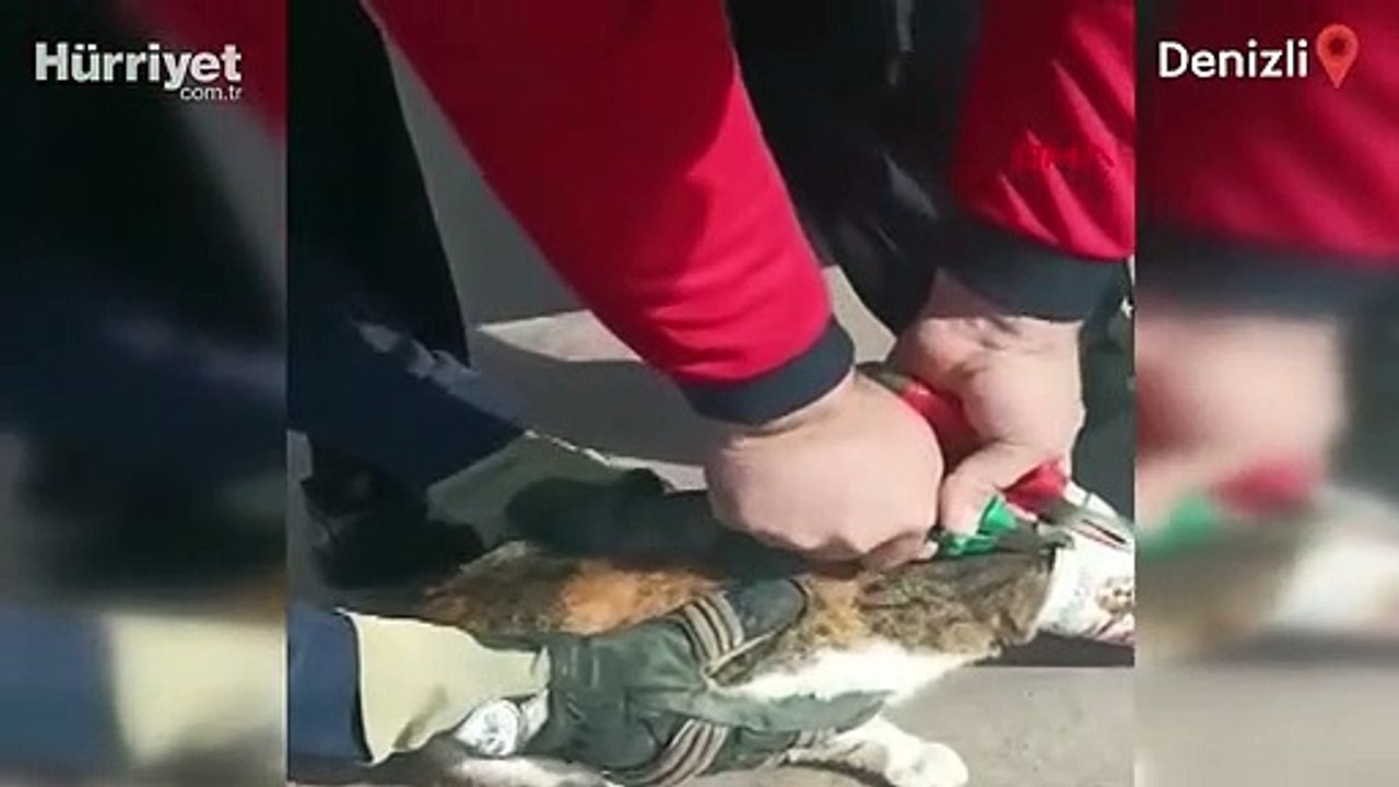 Başı konserve kutusuna sıkışan kedi kurtarıldı