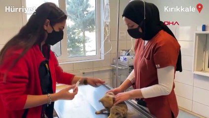 Yaralı bulunan kurt yavrusu tedaviye alındı