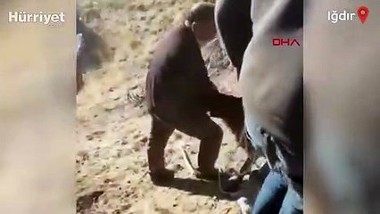 Kayalıklarda mahsur kalan koyunları AFAD kurtardı