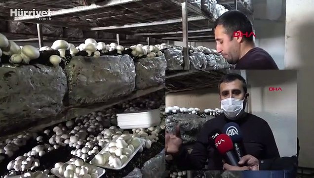 Bitlis'te üretilen kültür mantarları, çevre illere gönderiliyor