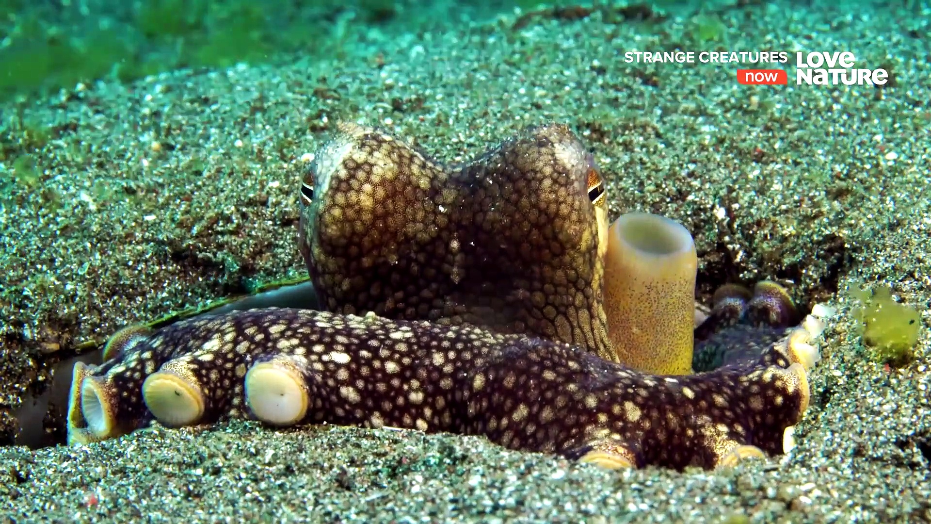 Strange Creatures - Strange Powers