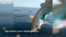 Ağa takılan yavru köpek balığını kurtarıp, denize bıraktı