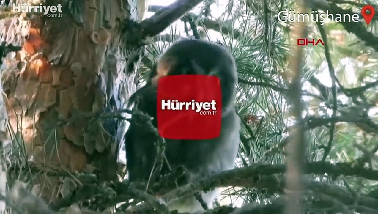 Nadir görülen 'paçalı baykuş' Gümüşhane'de görüntülendi