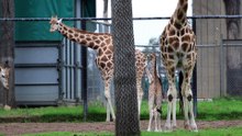 Giraffe calf birth at Dubbo Western Plains Zoo