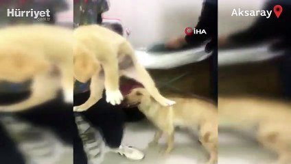 Türkiye'nin yüreğini ısıtan görüntü... Önce yavrusu için çırpındı sonra sevinç gösterisinde bulundu!