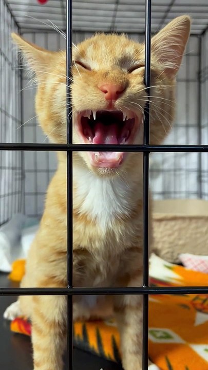 Adorable Kitten Demands Attention