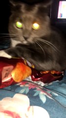 When Your Cat is Trying to Help You With Your Diet