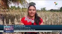 Campesinos guatemaltecos rescatan cosechas de maíz inundadas tras el paso de la tormenta Julia