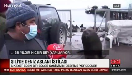 Görenler şaşkın! Deniz aslanlar kıyıyı istila etti...