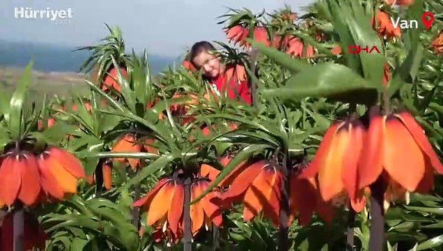 Ters laleler ziyaretçi akınına uğruyor