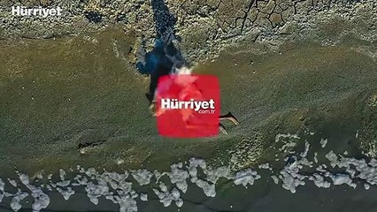 İsyan ettiren görüntü! Ankara'da flamingo avı