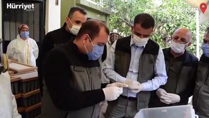 Çam kese böceğine karşı 'terminatör böcek' devrede