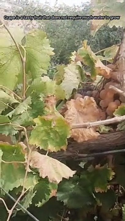 Grapes  Farm of Saudi Arabia | Grape  Production in Saudia | مزرعة العنب | انگوروں کی کھیتی
